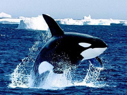 Cine ucigașul - ea delfinii sau balenele decat sa manance si cum sa se uite, în cazul în care trăiesc, fotografiile lor