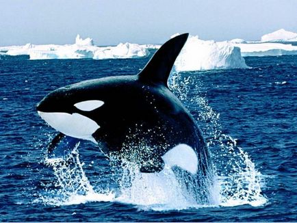 Cine ucigașul - ea delfinii sau balenele decat sa manance si cum sa se uite, în cazul în care trăiesc, fotografiile lor
