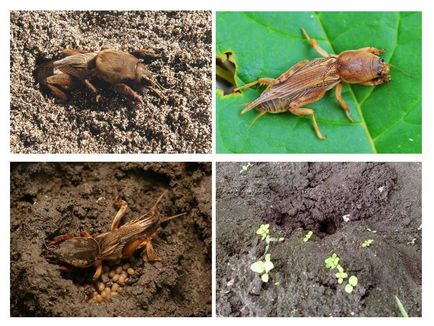 Cricket mușcare sau nu