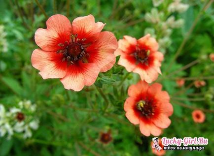 cultivarea Potentilla Nepal de semințe, în special de îngrijire (Nepal) cultivarea Potentilla Nepal de semințe, în special de îngrijire