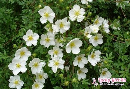 cultivarea Potentilla Nepal de semințe, în special de îngrijire (caracteristici) cultivarea Potentilla Nepal de semințe, în special de îngrijire