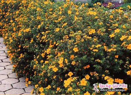 cultivarea Potentilla Nepal a semințelor, în special de îngrijire (semințe) cultivarea Potentilla Nepal de semințe, în special de îngrijire