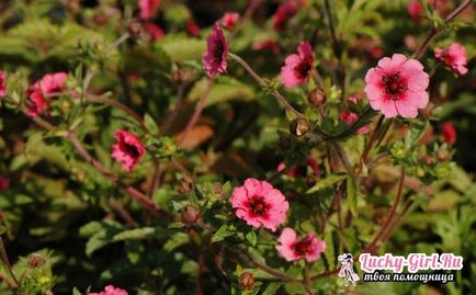 cultivarea Potentilla Nepal de semințe, în special de îngrijire (caracteristici) cultivarea Potentilla Nepal de semințe, în special de îngrijire