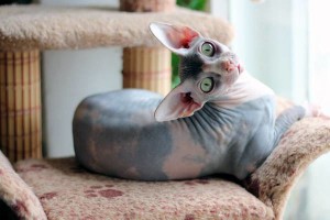 rase de pisici Bald, cum ar fi numit și fotografii