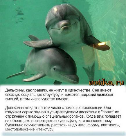 Oamenii, de ce ucid delfinii Festivalul asasinatele delfinilor din Danemarca