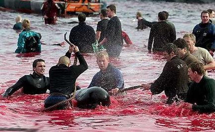 Oamenii, de ce ucid delfinii Festivalul asasinatele delfinilor din Danemarca