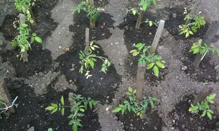 Poate plantarea de tomate în sol - când pentru a porni video