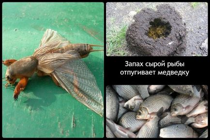 Mole - fotografie și descriere (crichet) Mole - fotografie și descriere