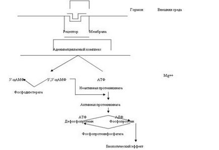 Mecanismul de acțiune al hormonilor (proteina de legare de calciu calmodulin) Mecanismul de acțiune al hormonilor