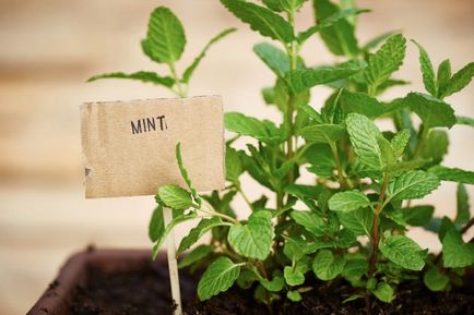 mini apartament grădină cum să crească legume, plante aromatice, și chiar căpșuni la domiciliu