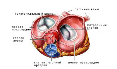 Mitrală - structura inimii