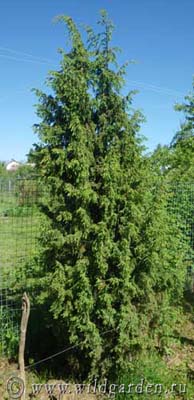 Juniper - plantarea și îngrijirea ienupăr - proprietăți utile de ienupăr - fructe și legume de grădină -