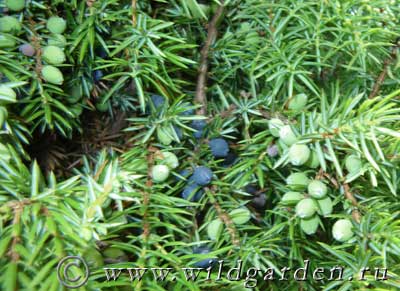 Juniper - plantarea și îngrijirea ienupăr - proprietăți utile de ienupăr - fructe și legume de grădină -