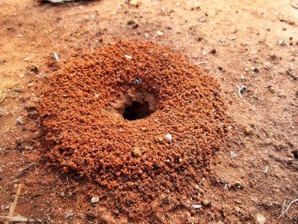 Furnicile sunt metode eficiente de a face cu furnici