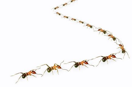 Furnicile sunt metode eficiente de a face cu furnici