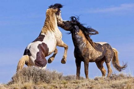 Mustang (cal salbatic) - o descriere a ceea ce se pare că, în cazul în care locuiește fotografie