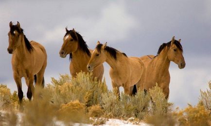 Mustang (cal salbatic) - o descriere a ceea ce se pare că, în cazul în care locuiește fotografie