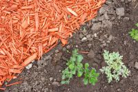 Hraneste solul! Cum de a face mai mult teren fertil în țară, grădină, cabana, argumentele și fapte