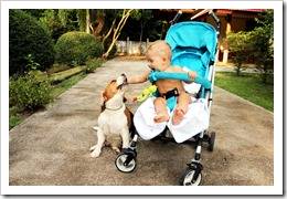 Un nou-născut și un câine posibile probleme și soluțiile lor