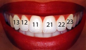Numerotarea dinților în stomatologie diverse scheme și numărul de dinți în fotografie