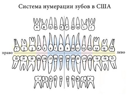 Numerotarea dinților în stomatologie diverse scheme și numărul de dinți în fotografie