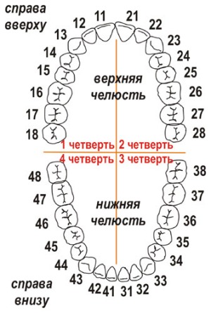 Numerotarea dinților în stomatologie diverse scheme și numărul de dinți în fotografie