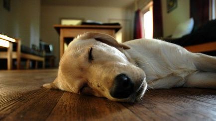 Ce câinelui postura de dormit, câini și căței