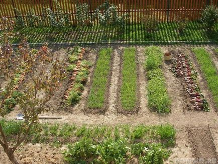 gradina de legume la metoda mitlaydera