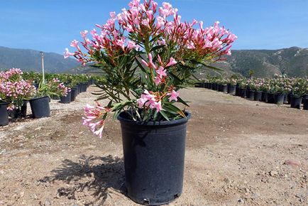 Oleander - îngrijire și cultivarea la domiciliu, plante de reproducere, foto, video