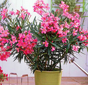 Oleander - îngrijire și cultivarea la domiciliu, plante de reproducere, foto, video