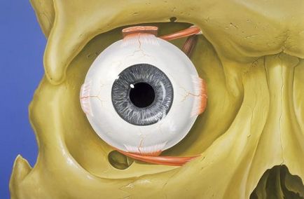 Orbita fotografiei ochiul omului, structura, boala, ecografie, fractură, tomografie, tumori,