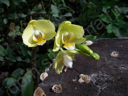 Orhidee (Phalaenopsis)