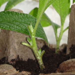 Caracteristicile de cultivare a florii heliotrop grădină, recomandări de reproducție heliotrop din semințe