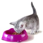 Lipsa poftei de mâncare la pisici