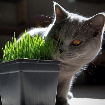 Ovăz pentru pisici, deoarece este să germineze