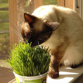 Ovăz pentru pisici, deoarece este să germineze