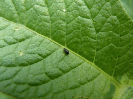 De ce frunzele se plante în ghiveci negru - metode de control