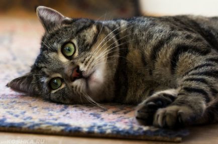 De ce pisicile nu au nici o poftei de mâncare cauze, tratamentul inapetență