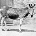 De ce zebra dungi răspunsuri simple la întrebări complexe