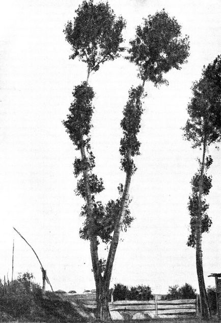 Rinichii 1949 g eytingen