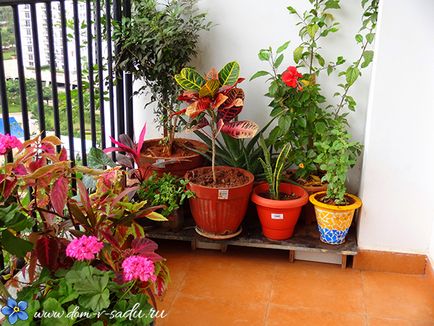 Fertilizarea casa culori remedii populare, o casă frumoasă și grădină