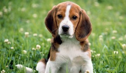 Descrierea detaliată a Beagle