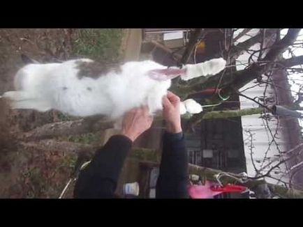 Instrucțiuni pas cu pas pe iepuri sacrificări corespunzătoare pe cont propriu la domiciliu