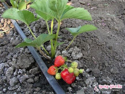 Udarea căpșuni în timpul fructoase