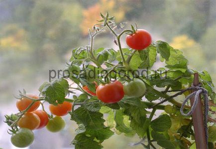 rosii cherry pe cultivarea pervaz și întreținere, fotografie și video