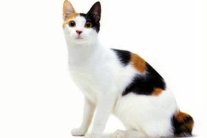 Rasa de pisici tailless (rasa) Rasa de pisici tailless