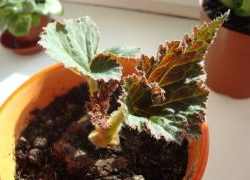 Plantarea Begonia tubercul modul de a pune plante de interior tubercul Begonia