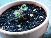 Plantarea Begonia tubercul modul de a pune plante de interior tubercul Begonia