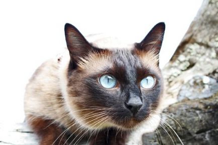 Comportamentul și caracterul de pisica Thai - albastru cu ochi de mirare