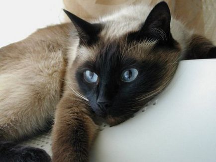 Comportamentul și caracterul de pisica Thai - albastru cu ochi de mirare